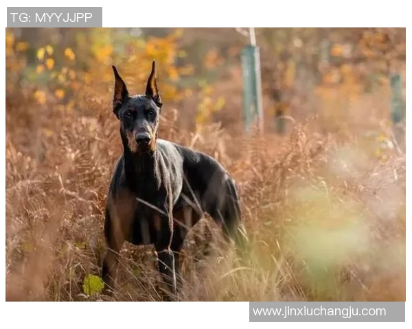 伊萨克危机深陷：死亡威胁催生百万护卫犬梦想